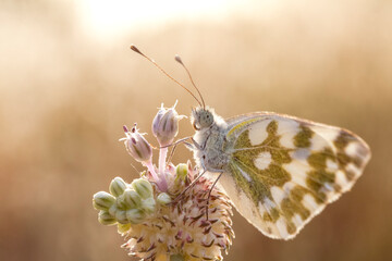 Pontia daplidice butterfly on grass stem