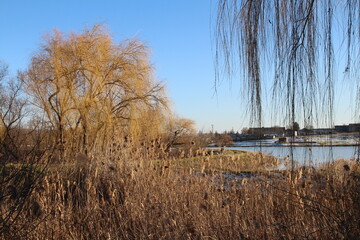 A field with trees and a body of water in the background
