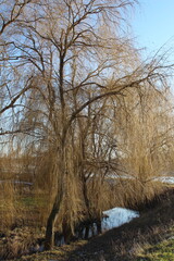 A tree with frost on it