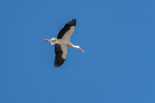 Stoch fliegt beu blauen Himmel in Spanien