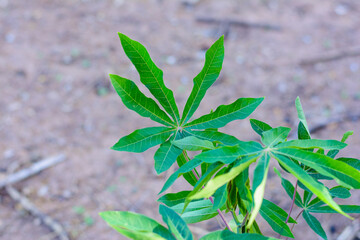 Folha da planta mandioca.