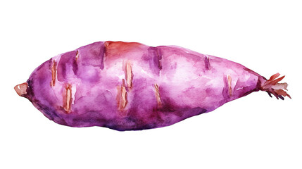 watercolor illustration of one single purple sweet potato isolated on white background