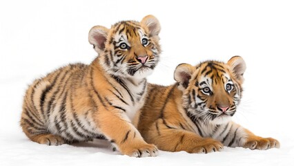 Obraz premium tiger cubs