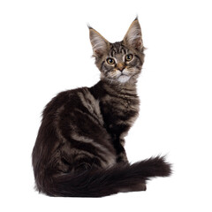 Pretty black tabby blotched Maine Coon cat kitten, sitting backwards. Looking over shoulder towards camera. Isolated cutout on a transparent background.