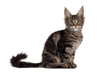 Pretty black tabby blotched Maine Coon cat kitten, sitting up side ways. Looking towards camera. Isolated cutout on a transparent background.