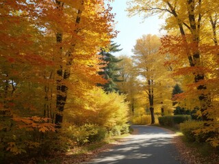 Obraz premium A tranquil alley surrounded by vibrant autumn foliage with sunlight filtering through the trees, relaxation, scenic