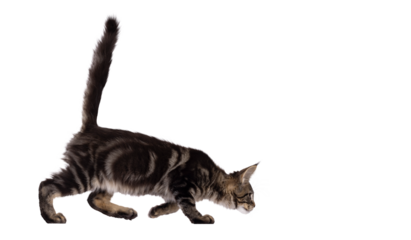 Pretty black tabby blotched Maine Coon cat kitten, walking side ways hunting with head low and tail fierce up. Looking away from camera. Isolated cutout on a transparent background.