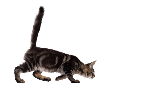 Pretty black tabby blotched Maine Coon cat kitten, walking side ways hunting with head low and tail fierce up. Looking away from camera. Isolated cutout on a transparent background.