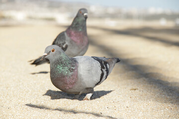 Palomas fotogénicas