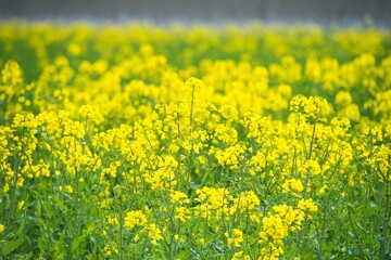 Bright yellow rapeseed flower field in full bloom under clear sky during sunny day