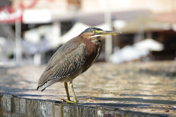 Garcita verde Butorides virescens
