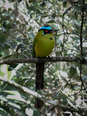 amazonian motmot on tree branch
