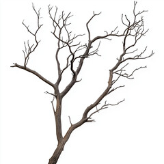 Fototapeta premium beautiful dry branch of tree isolated on white background, close up
