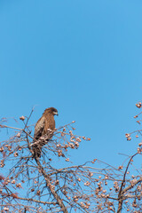 冬の青空　枯れ木に大きなトビ