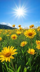Fototapeta premium Vibrant yellow daisies blooming in a mountainous landscape on a sunny day