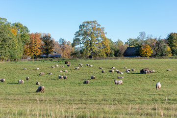 Sheep grazing on a sunny autumn day