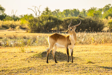 Common Impala horned male portrait in Kruger National park, South Africa ; Specie Aepyceros melampus family of Bovidae