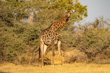 Obraz premium This adult rothschild giraffe (Giraffa camelopardalis rothschildi) is seen walking through open grassland.