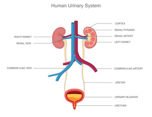 The human urinary system filters waste, balances fluids, and includes kidneys, bladder, and urethra