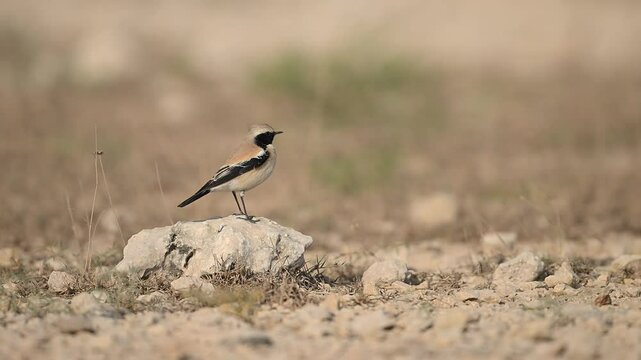 A Desert wheatear sits atop a light gray rock in a dry, desert landscape.