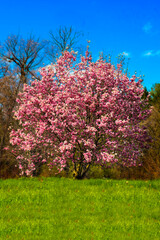 Naklejka premium Generated image