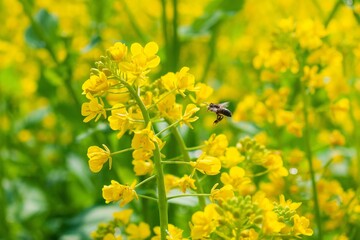Canola flowers bloom vibrantly as bees gather nectar in a thriving field during springtime