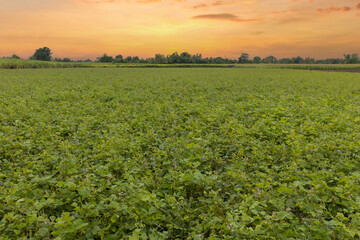 Green ripening soybean field, agricultural landscape. Beautiful green soy fields growing in rows,...