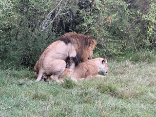 Lions in Mating Behaviour