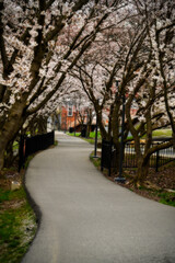 Walkway at the Rail Trail in Morgantwon in the Spring