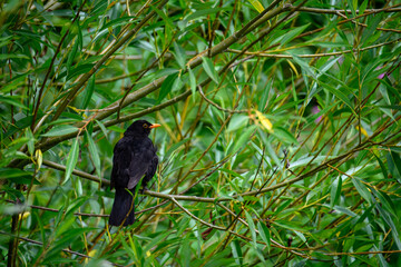 male Blackbird Turdus merula perched in a tree