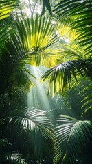 Fototapeta premium Bright sunlight filters through lush greenery in a tropical forest pathway during midday