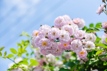 Beautiful pink roses bloom under a clear blue sky, showcasing nature's artistry in full springtime glory