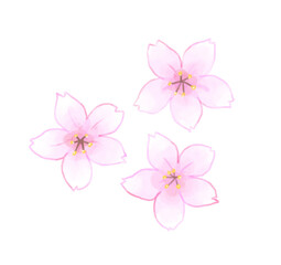 Fototapeta premium 桜の花びらのイラスト