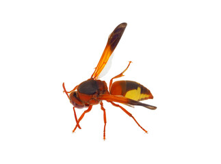 Mediterranean snouted potter wasp isolated on white background, Rhynchium oculatum