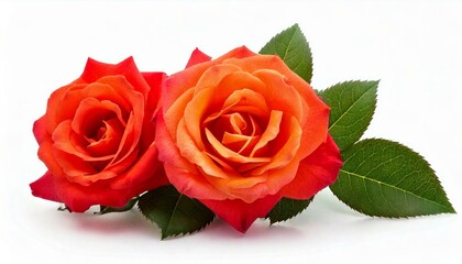 Single rose flower in pink, isolated, png format