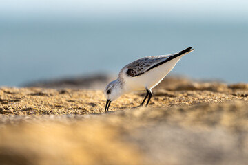 Sanderling aus der Gattung der Strandläufer am Strand von Rota in Spanien / Vogel