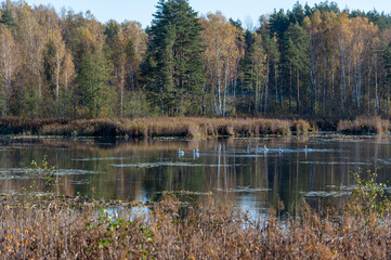 Autumn landscape with white swans on a forest lake