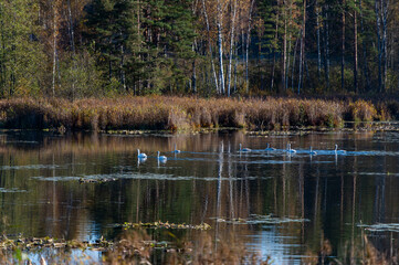Autumn landscape with white swans on a forest lake