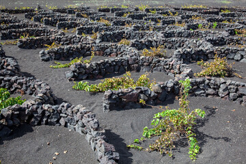Op het Canarische eiland Lanzarote bevinden zich in het vulkanische landschap wijngaarden gevormd door muurtje tegen de sterke wind. De zwarte as zorgt ervoor dat de grond minder snel uitdroogt. 