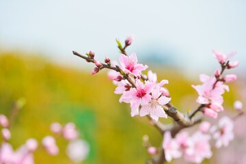 Pink peach blossoms bloom vibrantly in spring, showcasing delicate petals against a soft background
