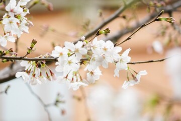 Obraz premium Cherry blossoms bloom gracefully against a soft background during springtime in a serene park