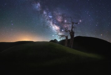 Mysterious trees silhouetted against a vibrant night sky filled with swirling galaxies and twinkling stars
