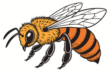 Hyper-realistic honey bee, macro photography, intricate wing details, fuzzy body texture, vibrant orange and black stripes, compound eyes, antennae, transparent wings, fine hair, sharp focus, white ba