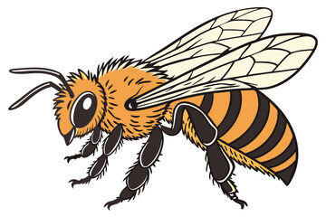 Hyper-realistic honey bee, macro photography, intricate wing details, fuzzy body texture, vibrant orange and black stripes, compound eyes, antennae, transparent wings, fine hair, sharp focus, white ba