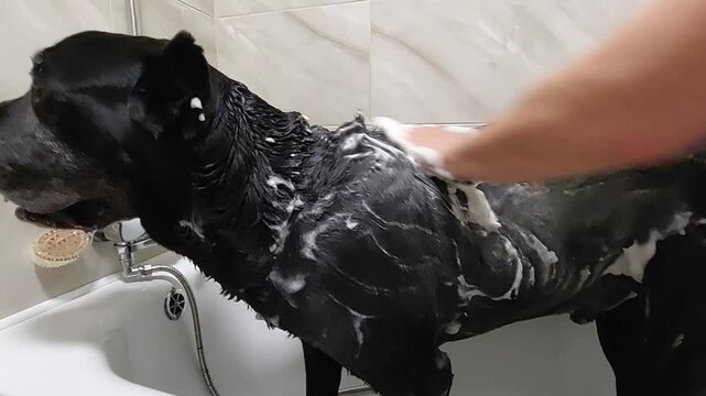 After a walk, the owner bathes a large black dog of the Cane Corso breed in the bathtub with shampoo and foam. She rinses off the foam with water from the shower. Animal on spa treatments
