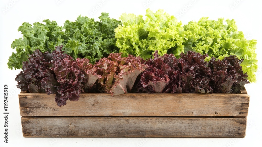 Poster isolated on white background a collection of fresh lettuce heads arranged neatly in a wooden basket 