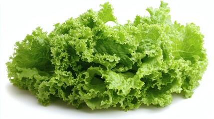 Fototapeta premium Isolated on white background a group of mixed lettuce varieties placed in a natural cluster Stock Photo with side copy space