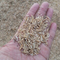 handful of rice, husks, 