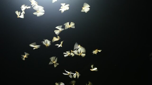 Termite insects fly in the dark night