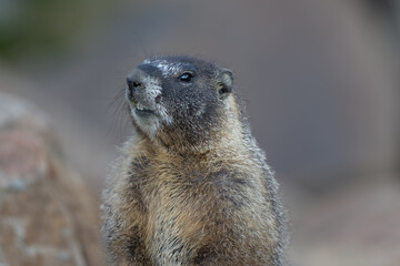 Marmot in the Rocky Mountains